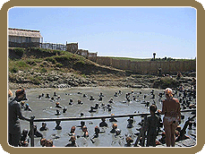 �������� �����